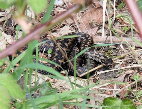 Wildlife Wanderings Ticks For The Year List And Snakes