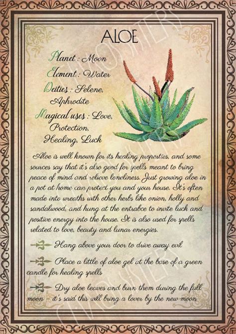 Printable Herbs Book Of Shadows Pages Set 4 Herbs And Plants Etsy