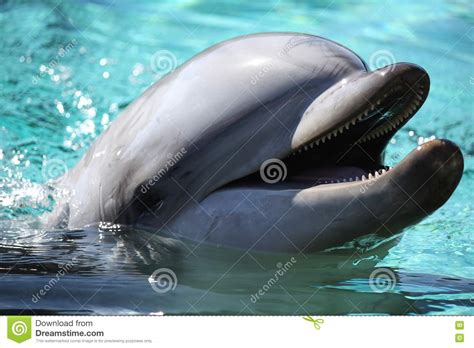 Smiling Dolphin Stock Image Image Of Water Fish Ocean 16448107