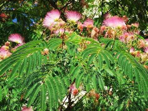 How To Grow And Care For Mimosa Tree Plantly