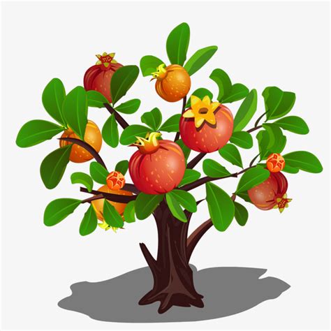Pomegranate Clipart Tree Pictures On Cliparts Pub 2020