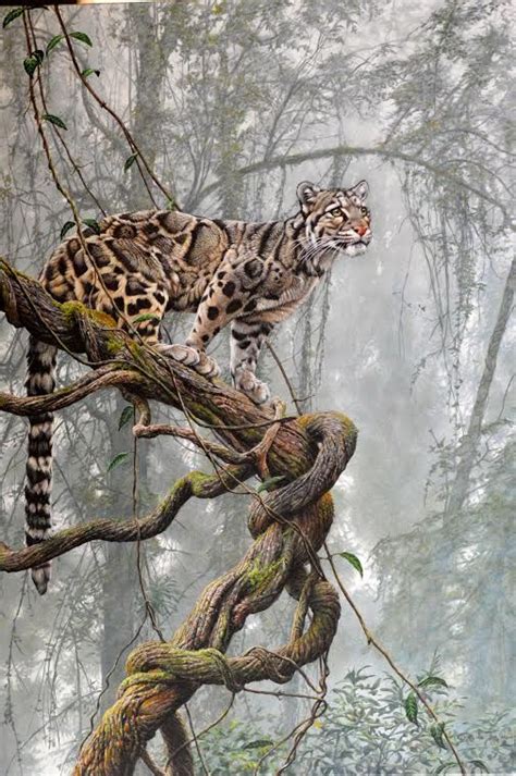 Original Paintings Of Clouded Leopards Fine Art Photorealism Clouded