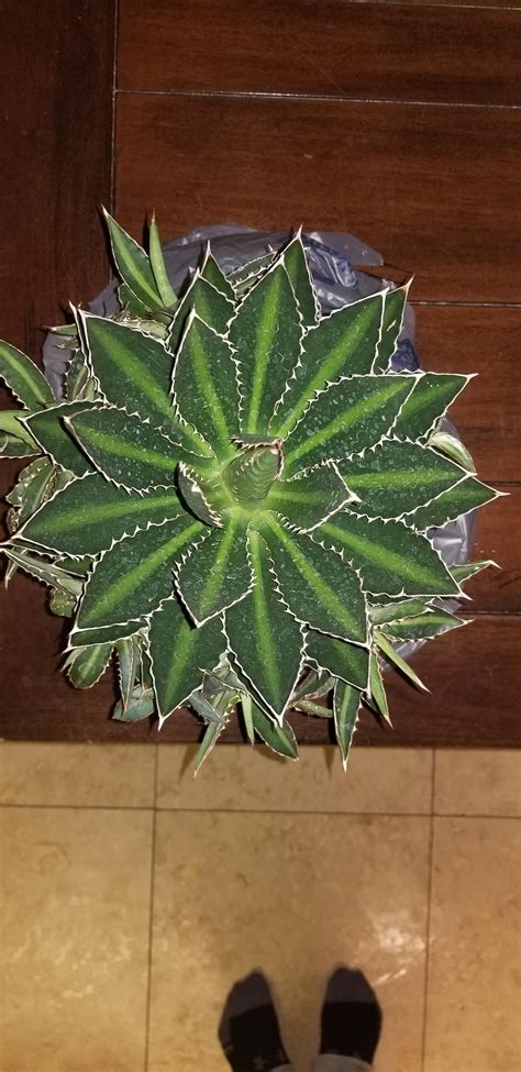 can-someone-help-me-identify-this-new-agave-plant-i-got-today-bought-in-zone9a-whatsthisplant