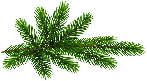 Spruce Branch Clipart 10 Free Cliparts Download Images On Clipground 2024
