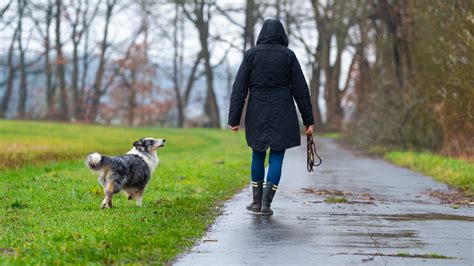 gassi gehen mit dem hund bei häuslicher quarantäne oder ausgangssperre erlaubt oder nicht