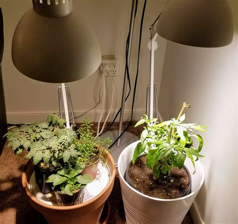 We test cfls at a minimal distance. Ikea TERTIAL desk lamp Grow Light Guide (cheap