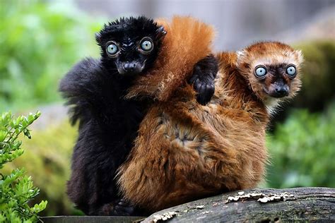 The Worlds 25 Most Endangered Primates