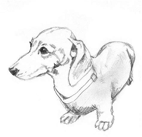 Dog Sketches Animal Clipart Dog Sketch Dog Drawing Dachshund Drawing