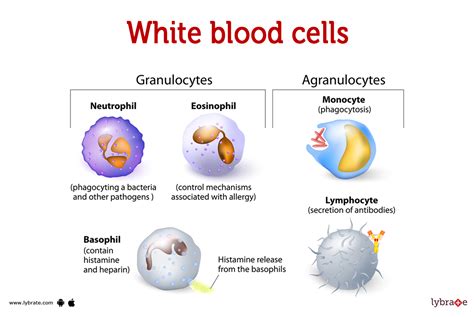 White Blood Cell Types Labeled Examples Educational Vector Stock Vector