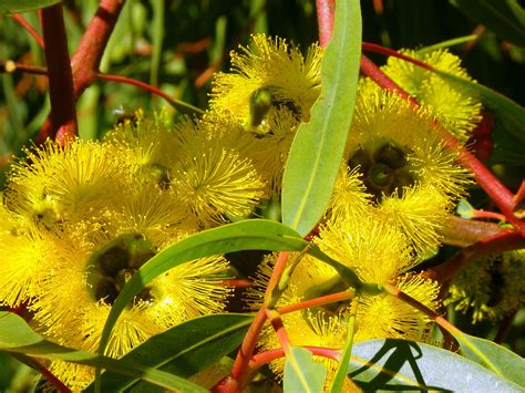 Australian Native Plants Australian Plants Australian Trees