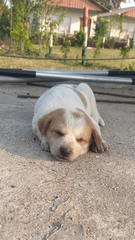 Sleepy Pupper Ra