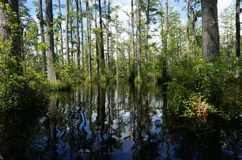 Free Images Landscape Tree Water Forest Marsh Swamp Flower