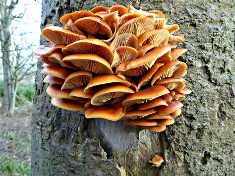 Orange Tree Fungus By Sue Gurney Redbubble