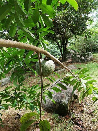Le Jardin Du Roi Spice Garden Mahe Island All You Need To Know