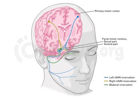 Anatomy Of The Facial Nerve Cn Vii Osmosis