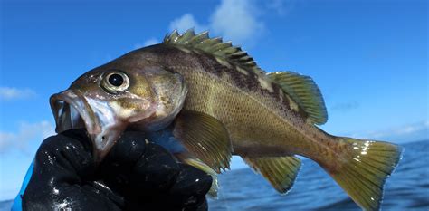 Yellowtail Rockfish - Pelagic and Prolific in the Pacific ...