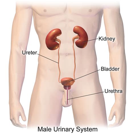 Gross Anatomy Of The Urinary System And Urine Transport Anatomy And Physiology Ii