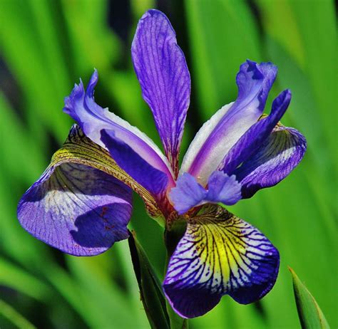 Wild Iris Photograph By Thomas Mcguire Pixels
