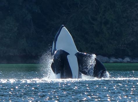 British Columbia Whale Watching Vancouver Island Orca Wildlife Viewing