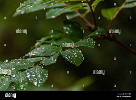 Droplet Wet Dew Hi Res Stock Photography And Images Alamy