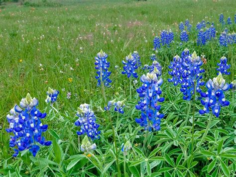 Burnet Bluebonnets Meadow Wallpapers Wallpaper Cave