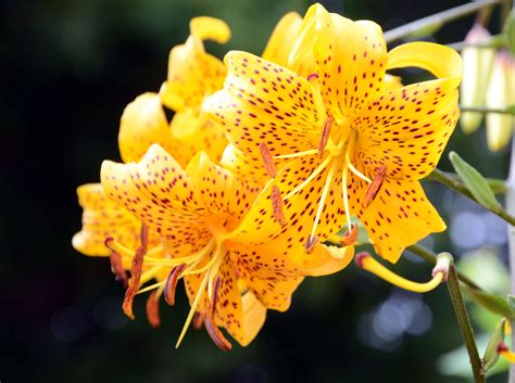 Yellow Tiger Lily Tiger Lily Outdoors Yellow Plants Plant Outdoor