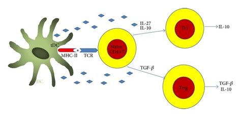 Tolerogenic Dendritic Cells Play Their Tolerogenic Role Through Promote Download Scientific