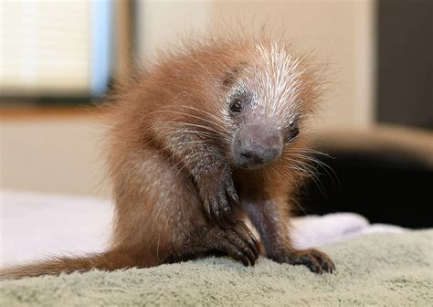 Baby Porcupine Is First Of Its Kind Born At Brookfield Zoo