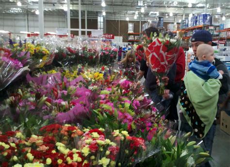 How to calculate if the costco executive membership fee (and 2% reward) is worth it vs gold star & if step 3: Grandma's place: The Costco rose garden