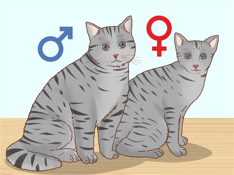 cách để xác định giới tính mèo con 9 bước kèm Ảnh wikihow