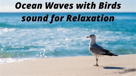Ocean Waves With Birds Chirping I Relaxation I Meditation Waves Relaxation Meditation