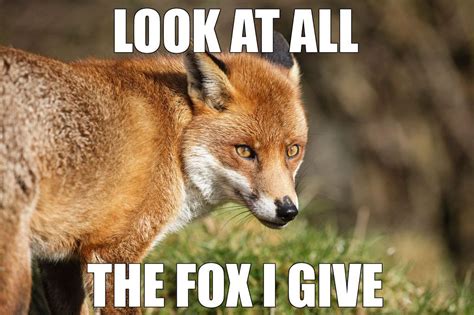 17 Animal Memes That Will Make Every Pun Lovers Day Animal Puns Funny Animal Memes Animal Memes