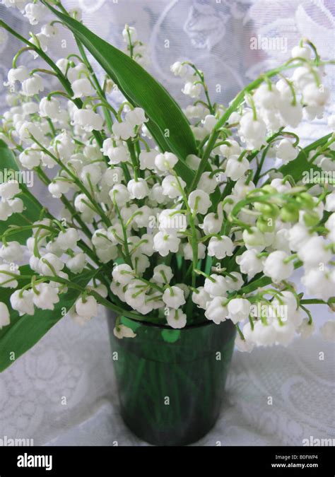Lily Of The Valley Flowers Arranged In A Vase Stock Photo Alamy