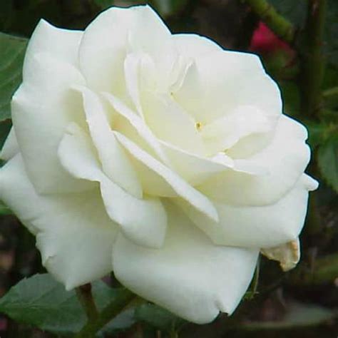 Top 5 White Climbing Roses Compare Fragrance Disease Resistance And