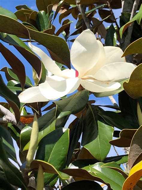 Magnolia Tree A Tradition Gardening In The Panhandle