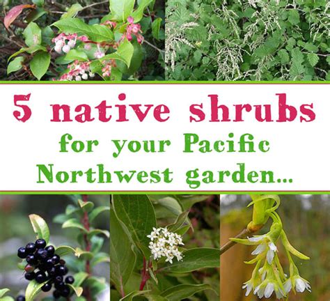 Five Pacific Northwest Native Shrubs To Plant In Your Garden — The