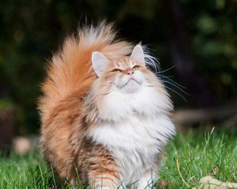Norwegian Forest Cat Breed Personality Traits Care And