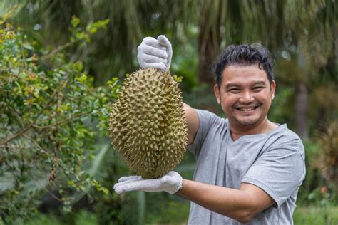 Durian - najbardziej śmierdzący owoc świata - PoradnikZdrowie.pl
