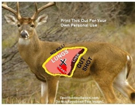 Bow Shot Placement On Deer Deer Hunting Deer Shooting Hunting Tips