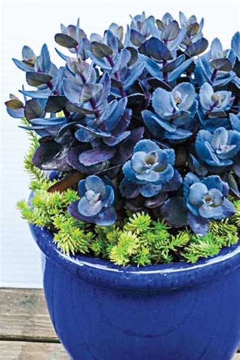 15 Unique Indoor Plants That Will Liven Up Your Home - Gardening Viral