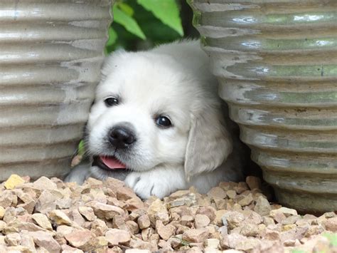 Are you looking for free puppies near you to adopt, and give a home to your puppy. White golden retriever puppies near me