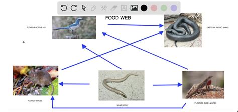 Topic Food Webs Ecologymake A Food Web Using The F Solvedlib