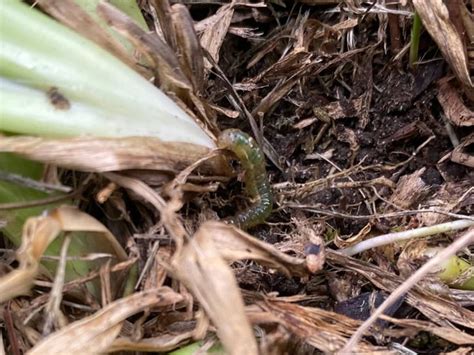 Getting Rid Of Sod Webworms In Your Lawn The Money Pit