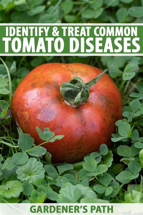 Not Sure Whats Plaguing Your Tomatoes Our Roundup Of Common Tomato