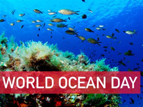 World Oceans Day Wallpapers Top Free World Oceans Day Backgrounds
