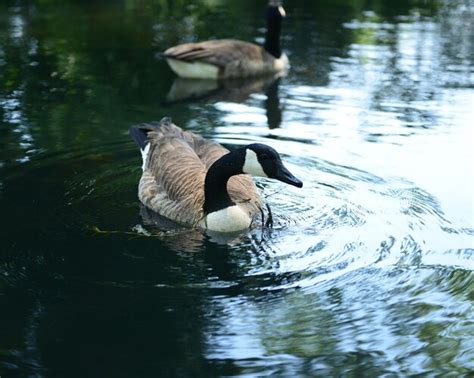 Premium Photo Mallard Duck In Lake