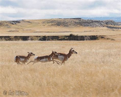Shooting Antelope In Nebraska Art Whitton Photography