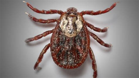 Human Cases Of Tick Borne Lyme Disease Explode In Michigan Weyi