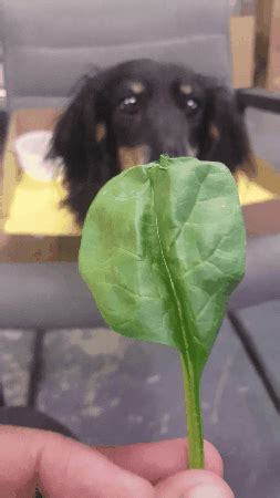 Avoid giving large amounts if your dog has a kidney disease. Spinach GIFs - Find & Share on GIPHY