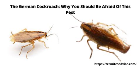 How To Identify And Get Rid Of German Cockroaches